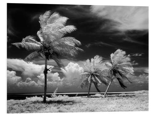 Foam board print Palm trees in the storm