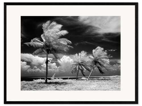Innrammet kunsttrykk Palm trees in the storm