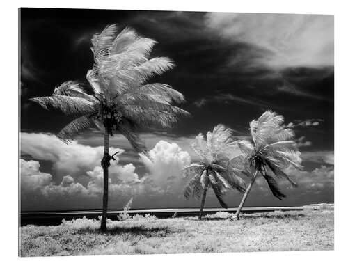 Tableau en plexi-alu Palmiers dans la tempête