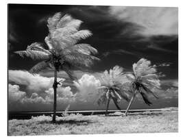 Magnettafel Palmen im Sturm