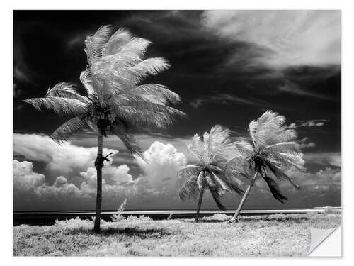 Selvklebende plakat Palm trees in the storm