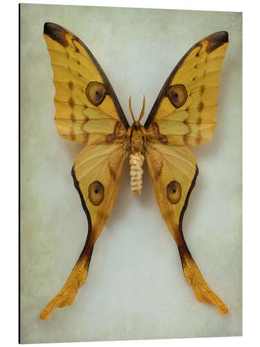 Aluminium print Comet moth