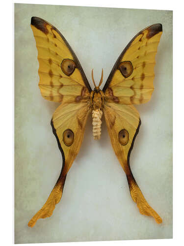 Foam board print Comet moth