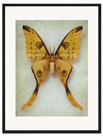 Gerahmter Kunstdruck Kometenfalter
