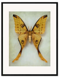 Framed art print Comet moth