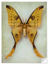 Wall sticker Comet moth