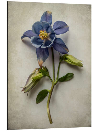 Aluminium print Blue columbine