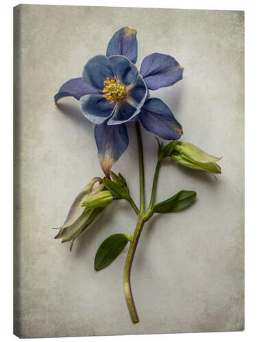 Stampa su tela Aquilegia blu