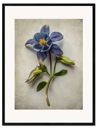 Framed art print Blue columbine