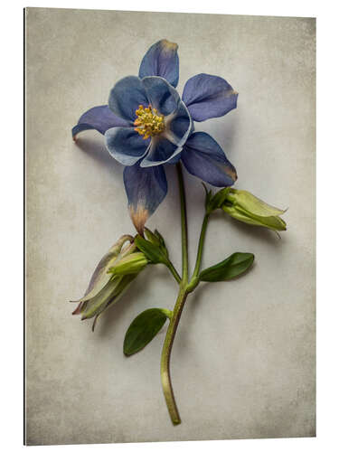 Gallery print Blue columbine