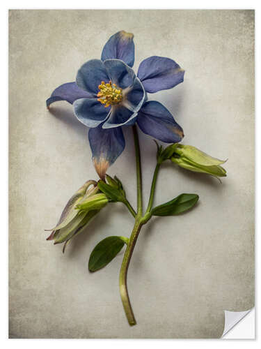 Selvklebende plakat Blue columbine