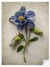 Selvklebende plakat Blue columbine