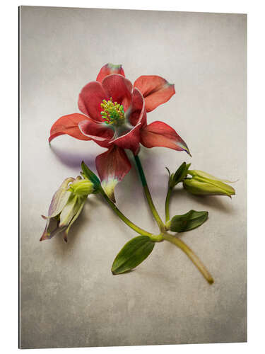 Gallery print Red columbine