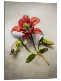 Gallery print Red columbine