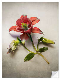 Wall sticker Red columbine