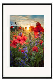 Gerahmter Kunstdruck Mohnblüten im Sonnenlicht