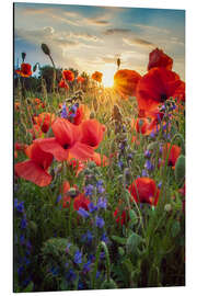 Magnettafel Mohnblüten im Sonnenlicht