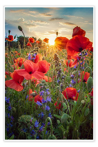 Poster Poppy flowers in the sunlight