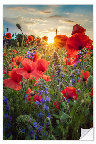 Wall sticker Poppy flowers in the sunlight