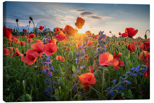 Leinwandbild Mohnblüten am Abend