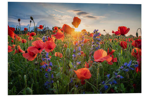 Foam board print Poppy flowers in the evening