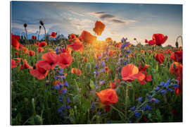 Galleriprint Poppy flowers in the evening