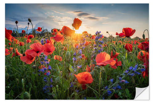 Wall sticker Poppy flowers in the evening