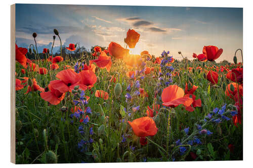 Wood print Poppy flowers in the evening