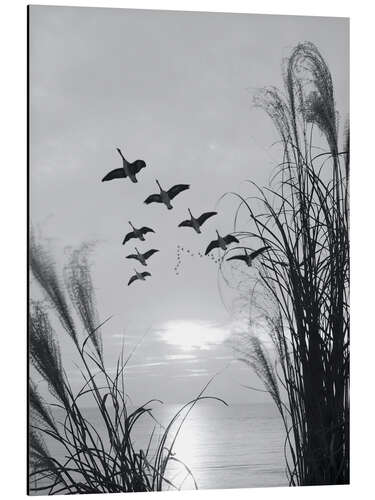 Aluminium print Wild geese in formation