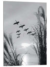 Gallery print Wild geese in formation