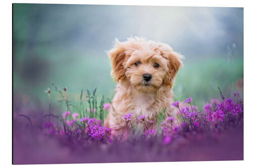 Aluminium print Puppy dog on the summer meadow