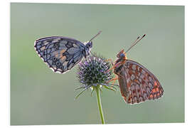 Foam board print Meadow beauties