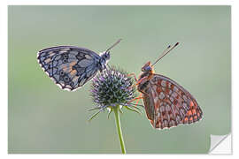 Selvklebende plakat Meadow beauties