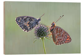 Wood print Meadow beauties