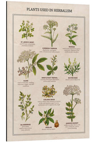 Aluminium print Plants Used in Herbalism