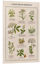 Foam board print Plants Used in Herbalism