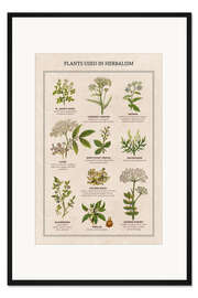 Gerahmter Kunstdruck Heilpflanzen (englisch)