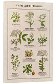 Magnettafel Heilpflanzen (englisch)