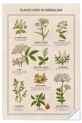 Selvklebende plakat Plants Used in Herbalism