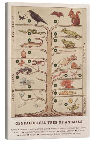 Canvas print Genealogical tree of animals