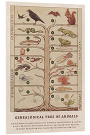 Foam board print Genealogical tree of animals