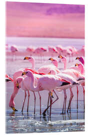Acrylglasbild  Flamingos in Pink - Jan Schuler