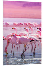 Aluminium print Flamingos in pink