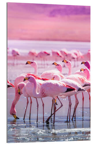 Gallery print Flamingos in pink