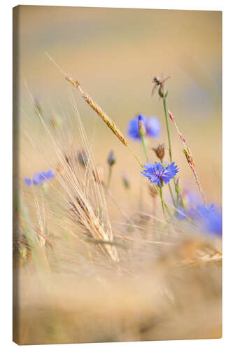 Tableau sur toile Bleuets dans un champ de céréales en été