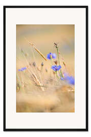 Gerahmter Kunstdruck Kornblume im sommerlichen Getreidefeld