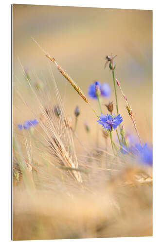 Galleritryk Cornflower in the summer grain field