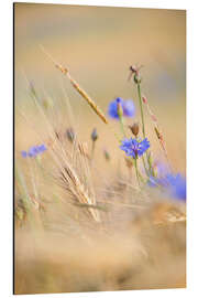Magnettafel Kornblume im sommerlichen Getreidefeld