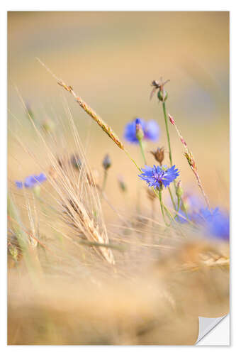 Wandsticker Kornblume im sommerlichen Getreidefeld