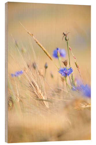 Hout print Cornflower in the summer grain field